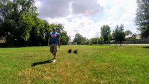 Dog Trainer Drew working on obedience in Memphis