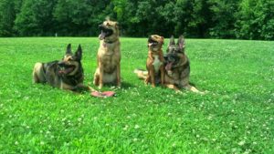 Four Dogs Training in Memphis