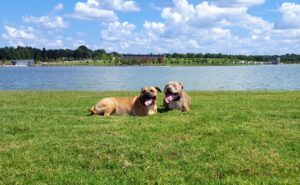 Two Pit Bulls dog obedience training in Memphis