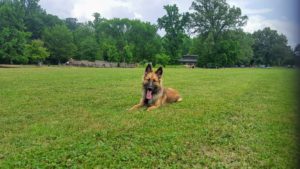 Belgian Malinois practicing obedience at Overton Park in Memphis, TN