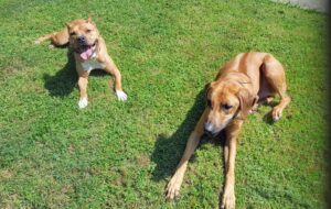 Pit Bull and Rhodesian Ridgeback dog during Memphis dog training class