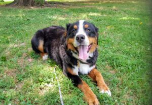 St. Bernard dog down stay obedience practice memphis