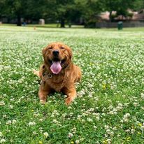 Golden Retriever worn out after a great obedience training class