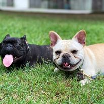 French Bulldog puppies down stay dog training class