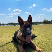 German Shepherd puppy down stay obedience practice