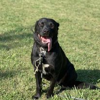 Lab mix worn out after training session