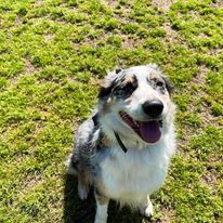 Aussie mix puppy happy during training class